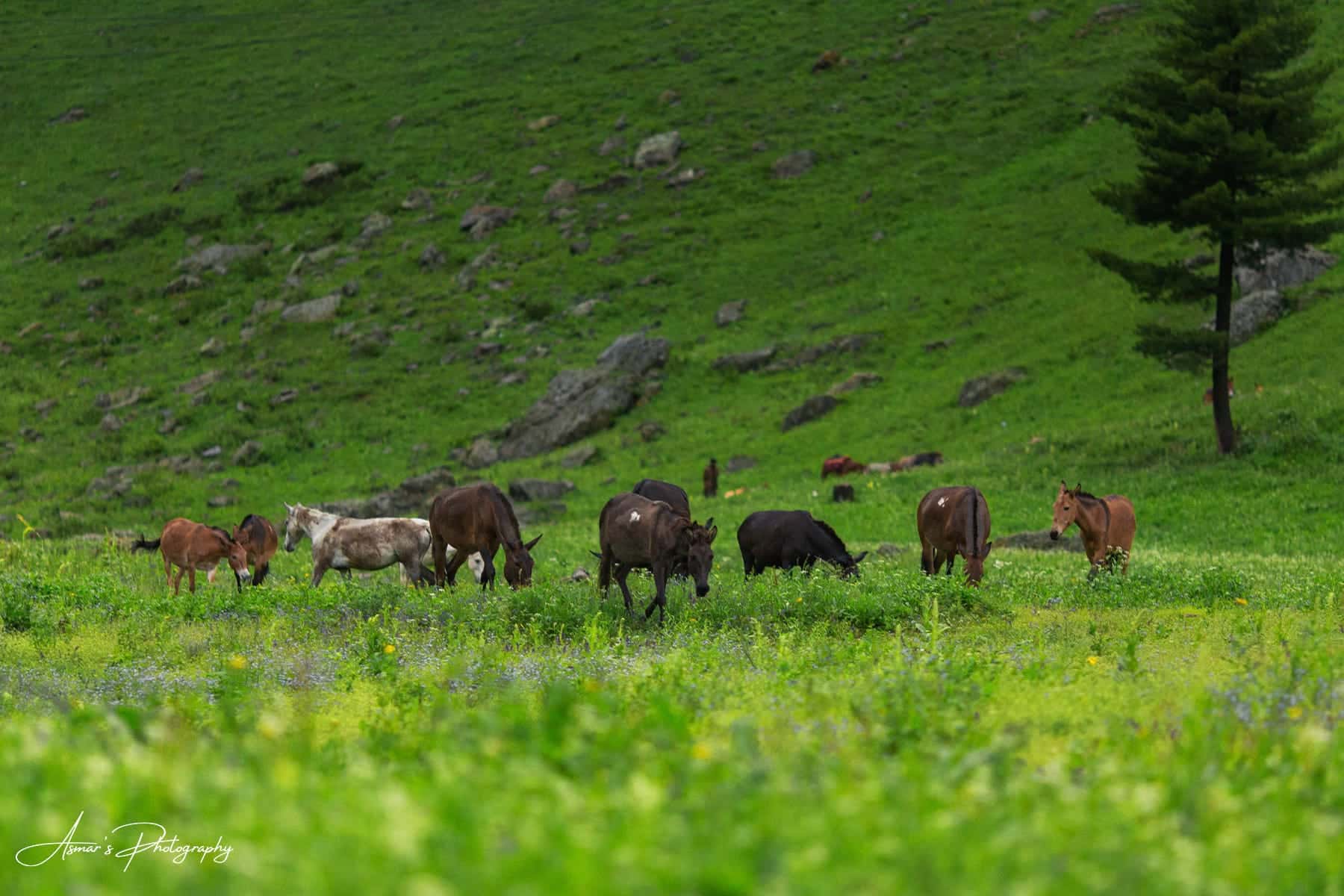 Minimarg Valley