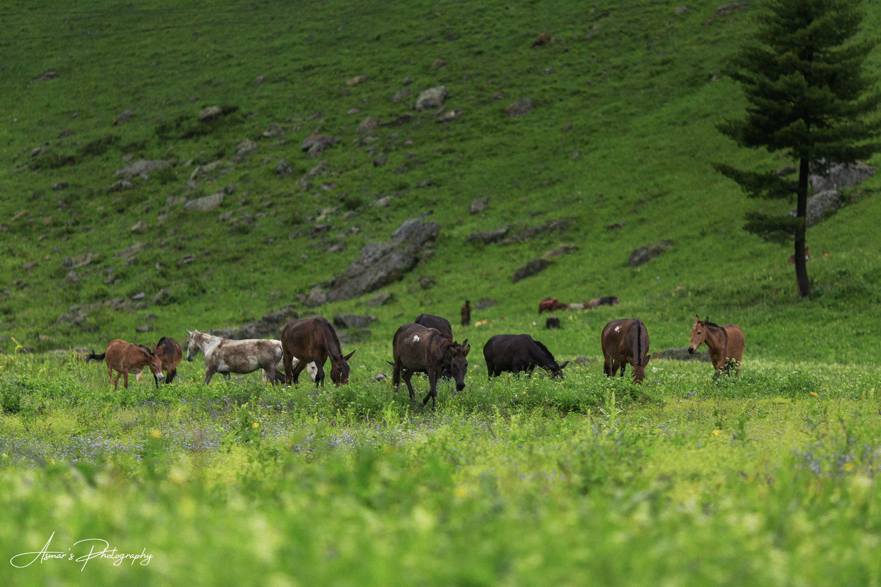 Fairy Meadows & Nanga Parbat